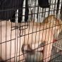 Blonde naked busty babe is tied up in a dog cage